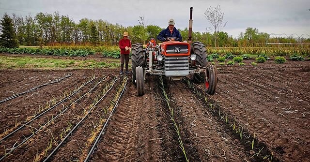 8,000 leeks and 5,000 onions planted today, folks! #workgoals #awesomecrew #marketgardening #allinadayswork