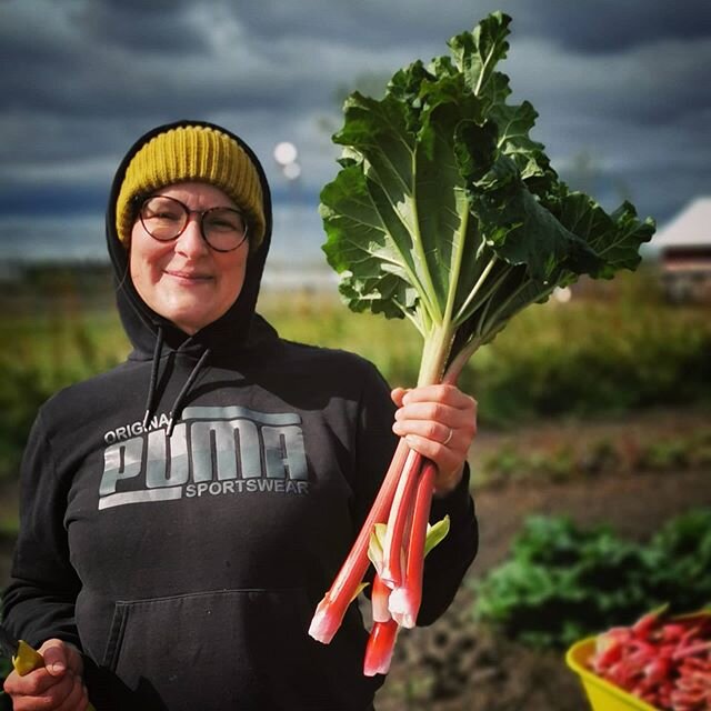 Rhubarb is quintessential Alberta spring food. It evokes memories and anchors us like few other crops. Let us know your fave rhubarb dish! #rhubarb #springfood #marketgarden #seasonaleating