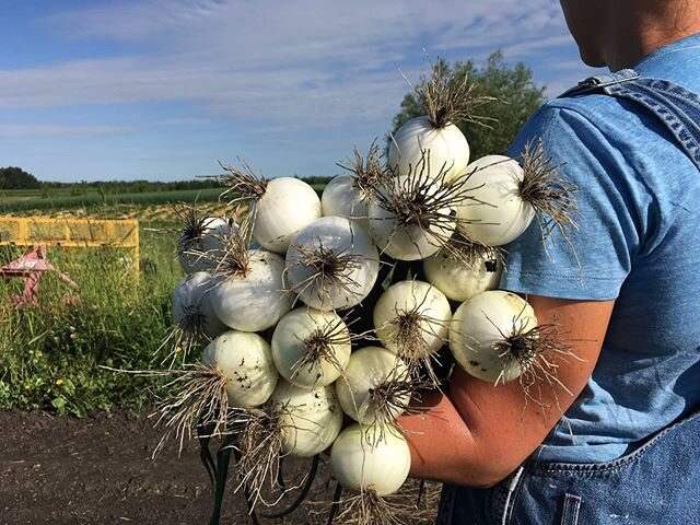 WE'VE REOPENED OUR FARM BOX TO TAKE ADDITIONAL SUBSCRIPTIONS!
If you are keen to get a customizable box full of fresh vegetables from July to September, follow the link in our bio to sign up. #supportlocal #farmbox #csa