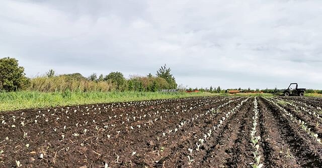 Let me tell you about this crop of winter cabbage. We've been waiting to plant it for two weeks but the field it needed to go into was really wet from about 6 inches of rain we had in the last week and a half. With the warmer sunny weather this week,