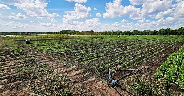 How did you spend your sunshiny day today? We had us a weeding party! One of James's fave sayings is &quot;the more you weed the less you have to weed.&quot; Good one, right?
TBH it has been way too wet to weed effectively, so we were beyond grateful