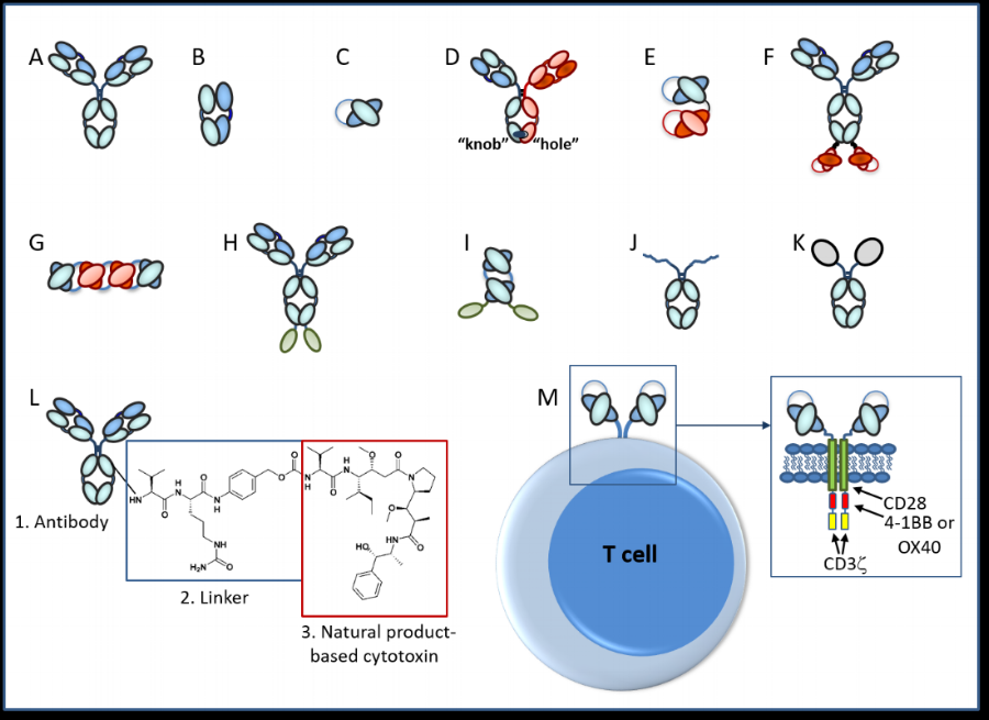 Legend: A. IgG monoclonal antibody; B. FAb fragment; C. Single chain fragment, variable (scFv); D. Heterodimeric IgG-based bivalent, bispecific antibody; E. scFv-based bispecific antibody such as a BiTE (“bispecific T-cell engager”); F. IgG-scFv-based tetravalent, bispecific antibody; G. Tetravalent scFv-based antibody called TandAb; H. IgG-based Immunocytokine (cytokine is denoted by green oval); I. Tandem scFv-immunocytokine (cytokine is denoted by green oval); J. Fc-peptide fusion (peptides denoted by squiggled lines); K. Fc-protein fusion (protein denoted by gray oval); L. Antibody drug conjugate with three parts (antibody, linker, cytotoxic drug); M. Chimeric antigen receptor (CAR)-T based antibody (scFvs on surface of recombinant T cell; examples of intracellular domains noted in box)