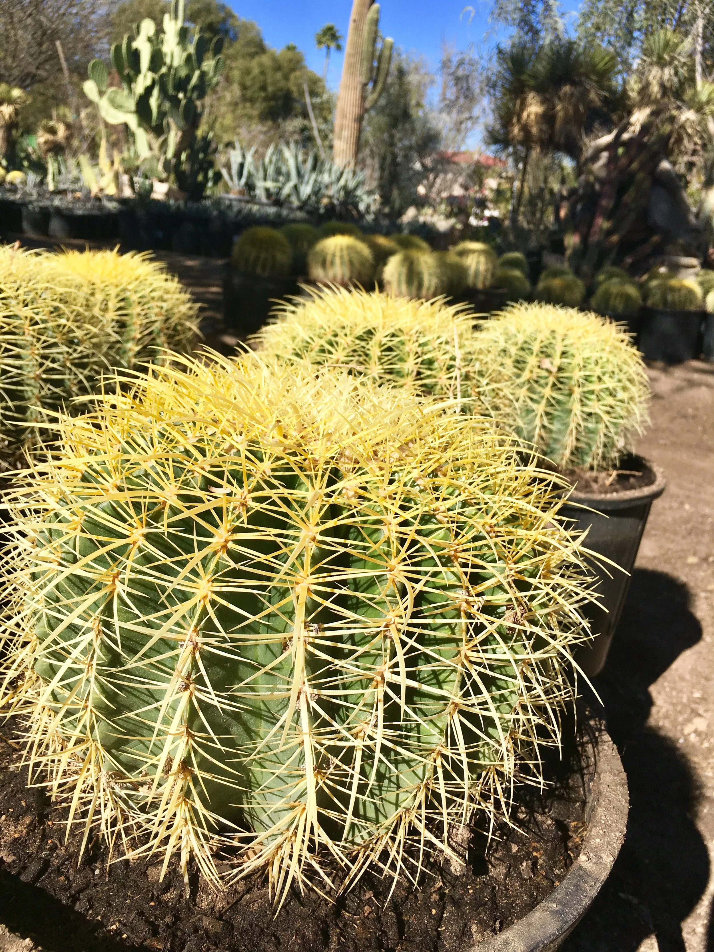 Golden Barrel