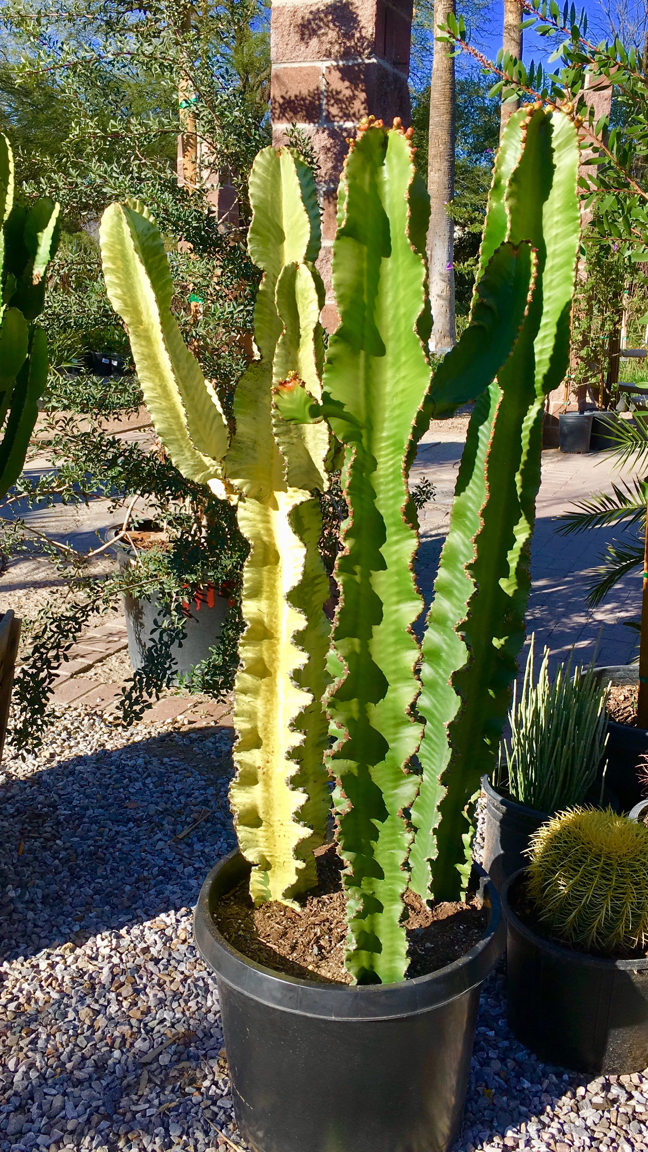 Euphorbia Candelabrum Ghost with Euphorbia Ingens