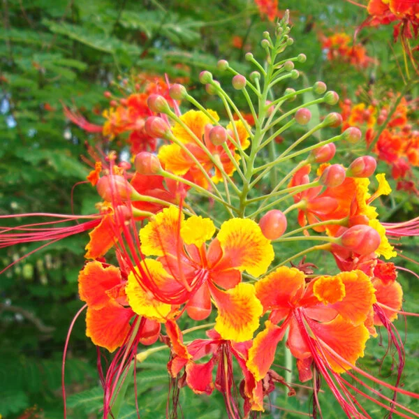 Red Bird of Paradise