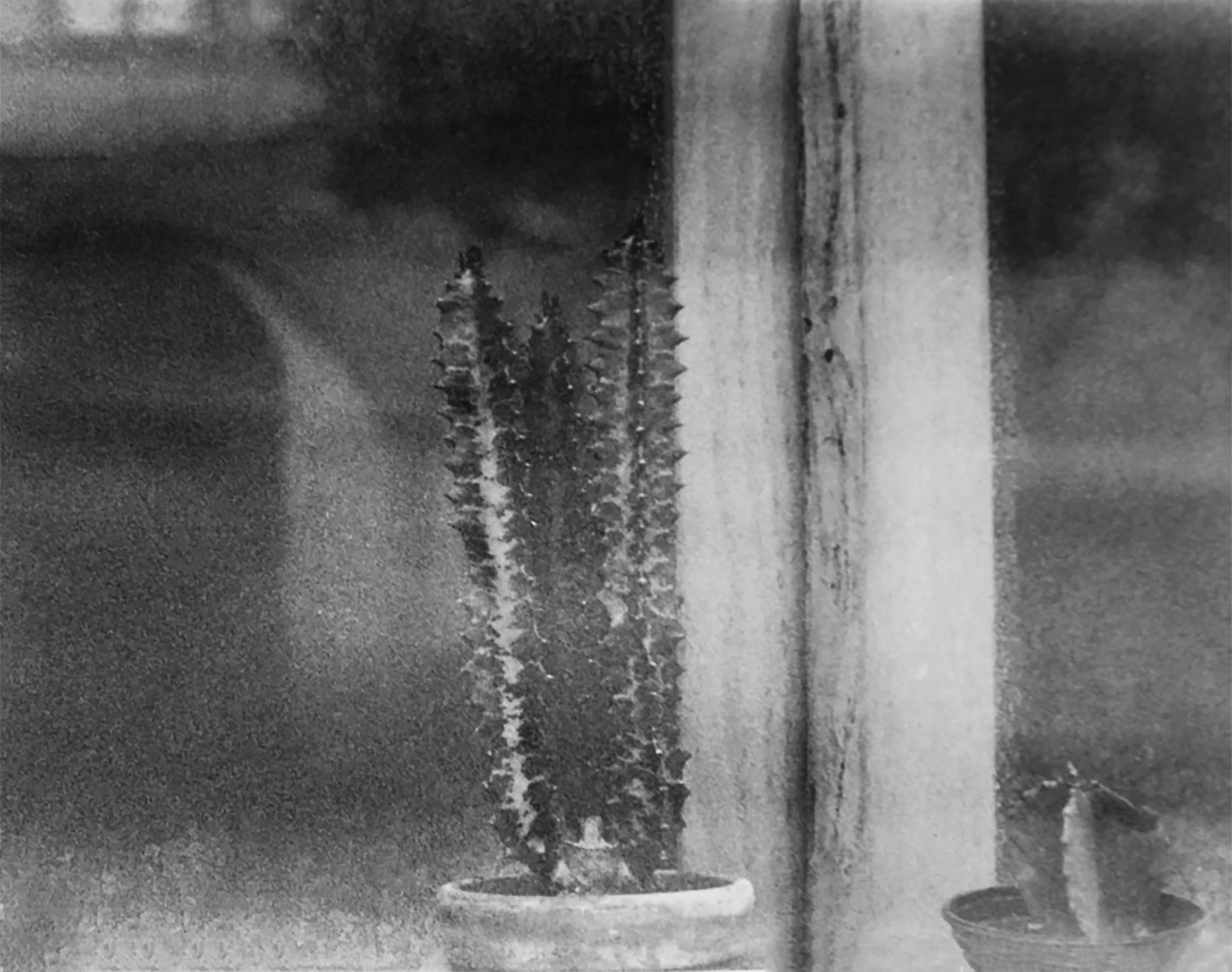 my cactus.jpg