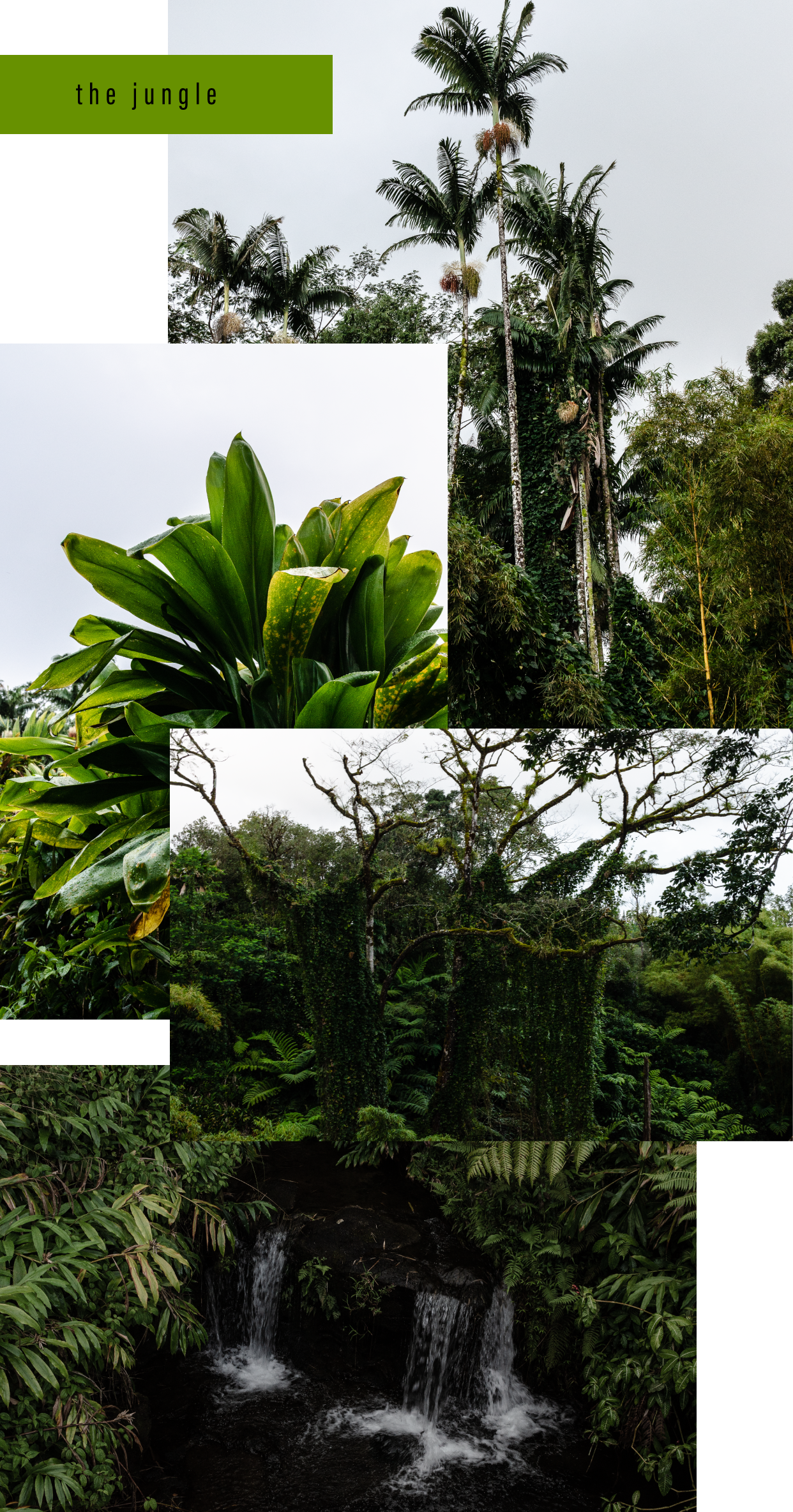 Bottega-x-Hawaii-The-Jungle.png