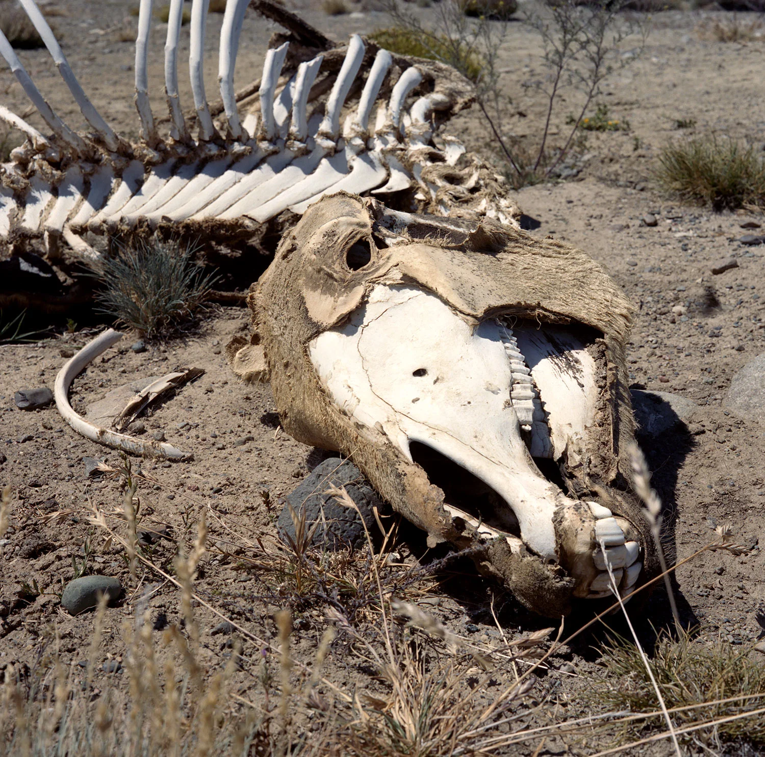 Decaying Guanaco, Patagonia, South America, 2012