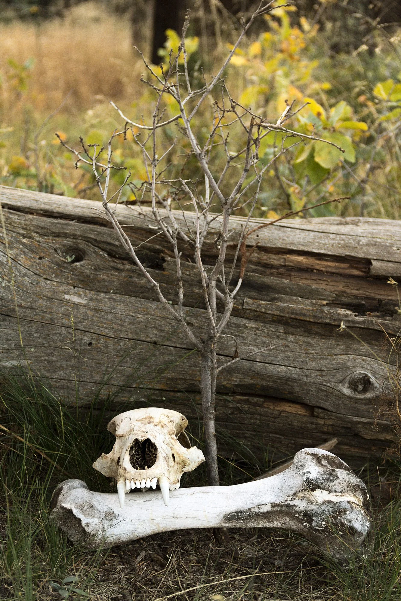 Student: Laine Heuer Project: Portfolio Class: Senior Thesis / Portfolio