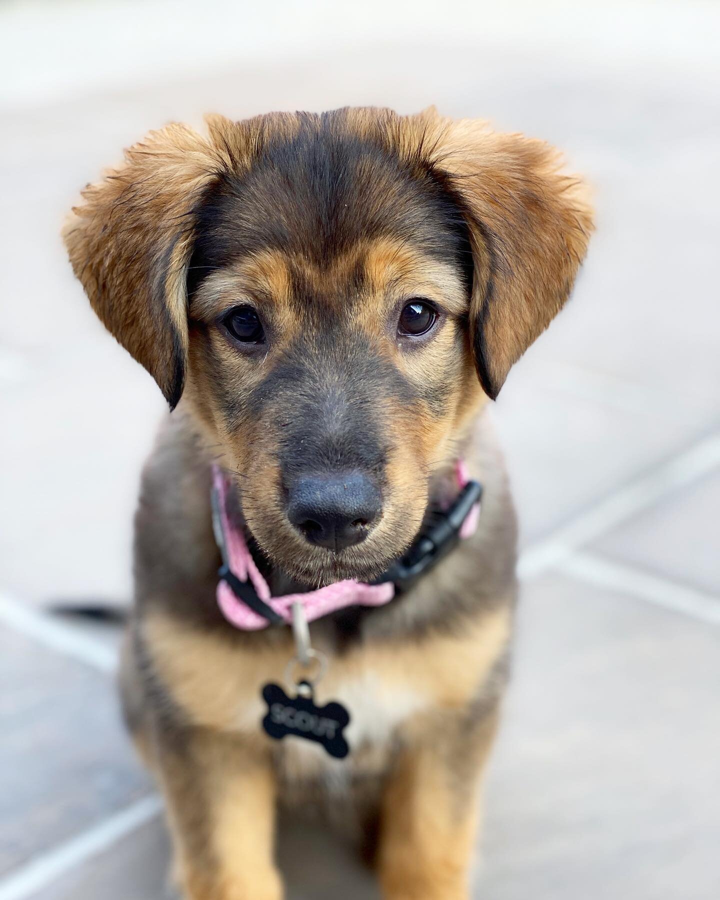 Introducing... Scout! 

By far the most adorable member of our family 😉 Dream come true, she&rsquo;s perfect. @annaswnski @lil.girl.scout @pawsofthenorthrescue #dogsofinstagram #puppy