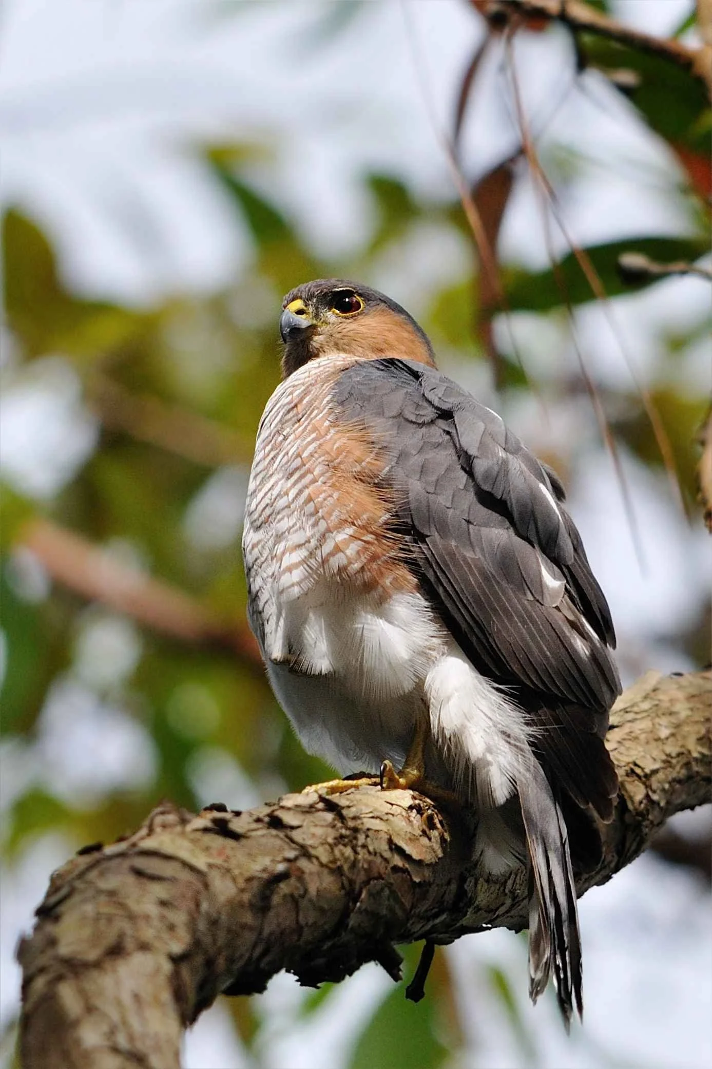 tree-nature-branch-sharp-bird-wing-954408-pxhere.com.jpg