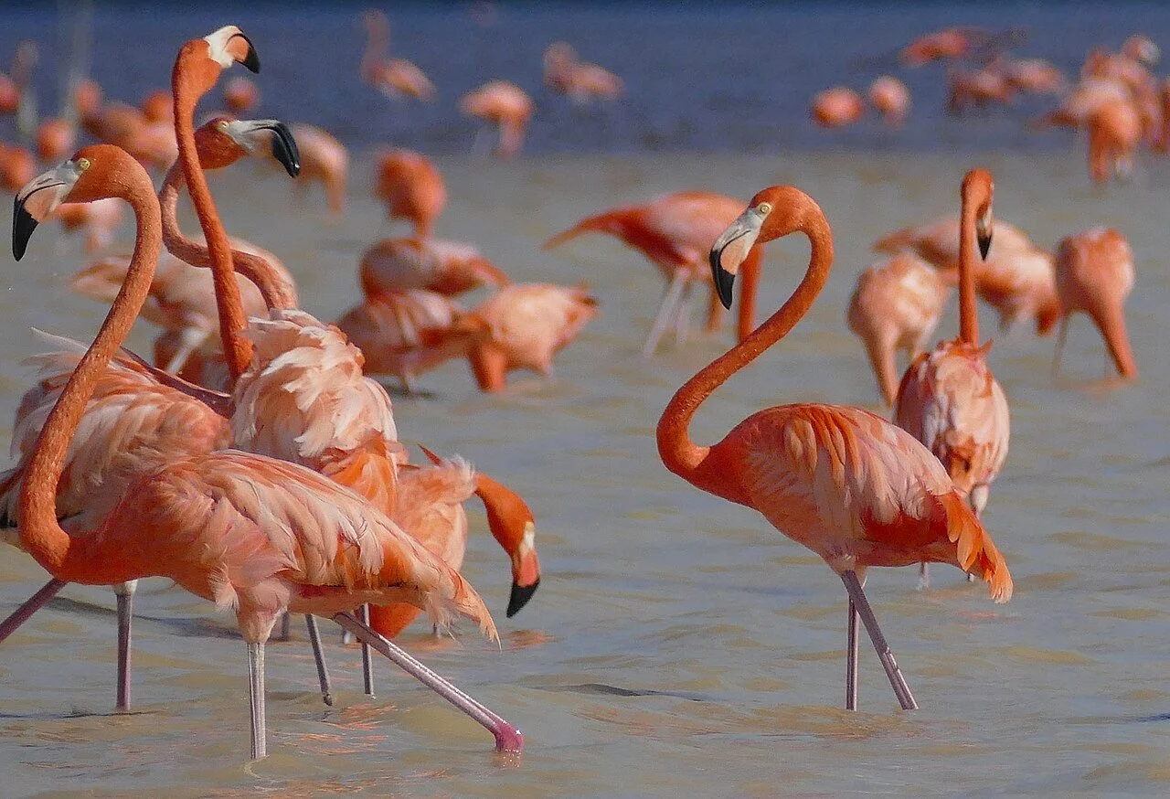 American_Flamingoes_(Phoenicopterus_ruber)_-_Celestun_Biosphere_Reserve.jpg