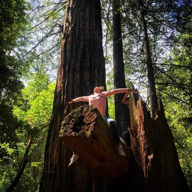 redwoodtree.jpg