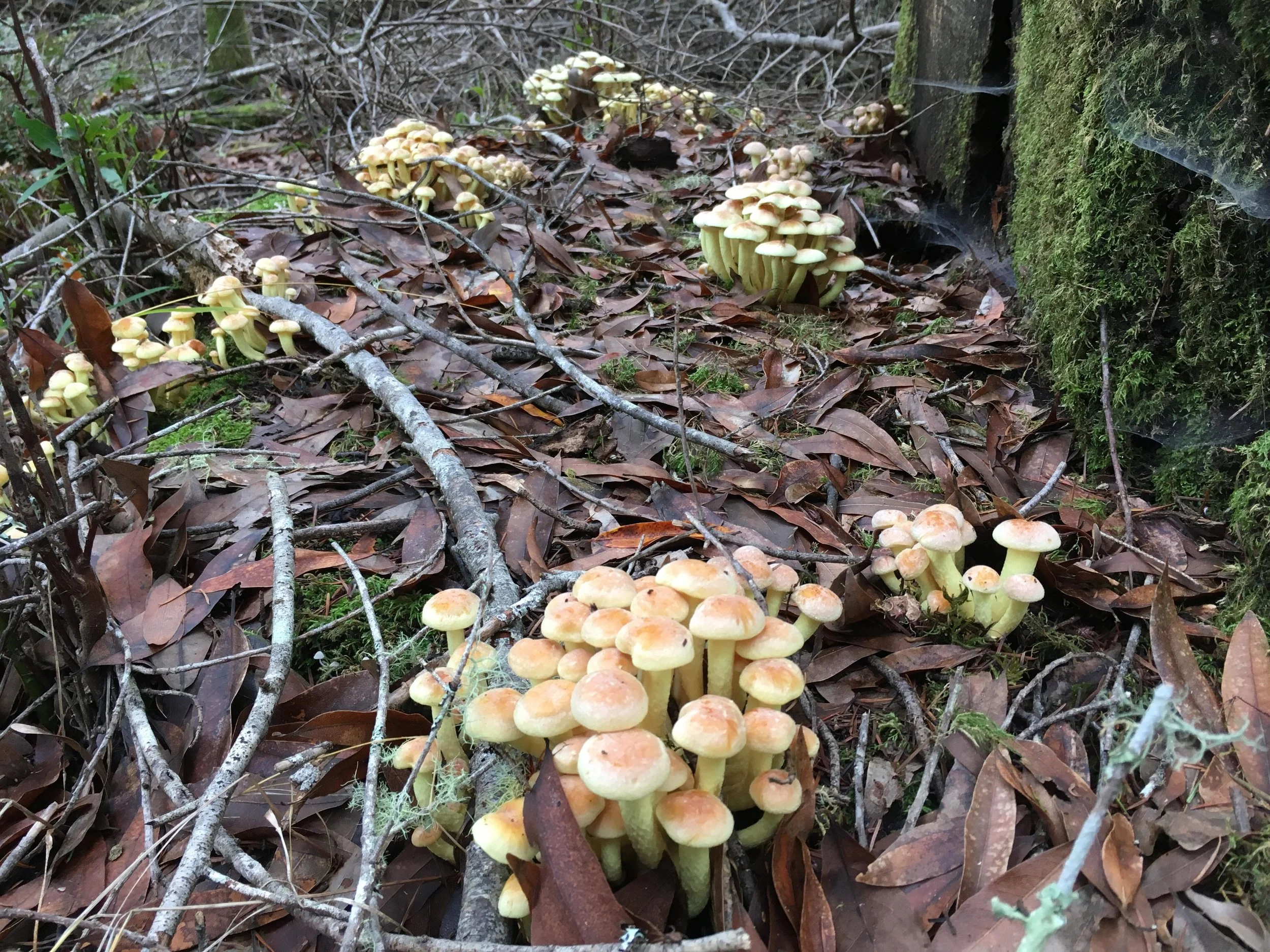mushrooms.jpg
