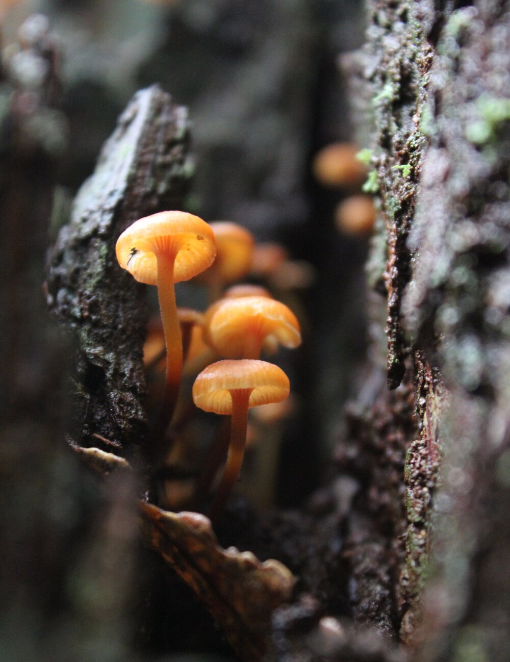 What's all the hype about fungi? — Westminster Woods