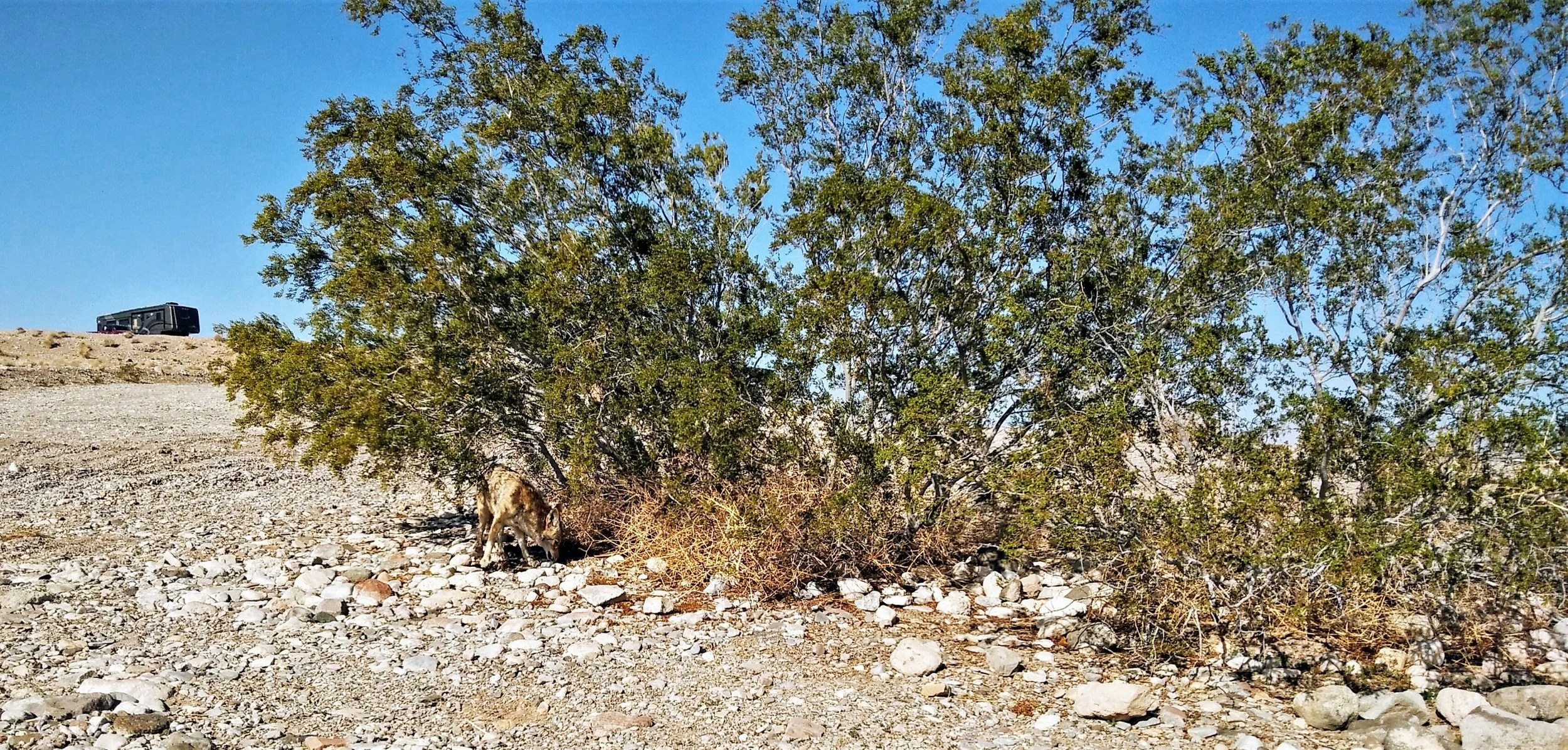 Coyote searches for food feet away from our Van home.
