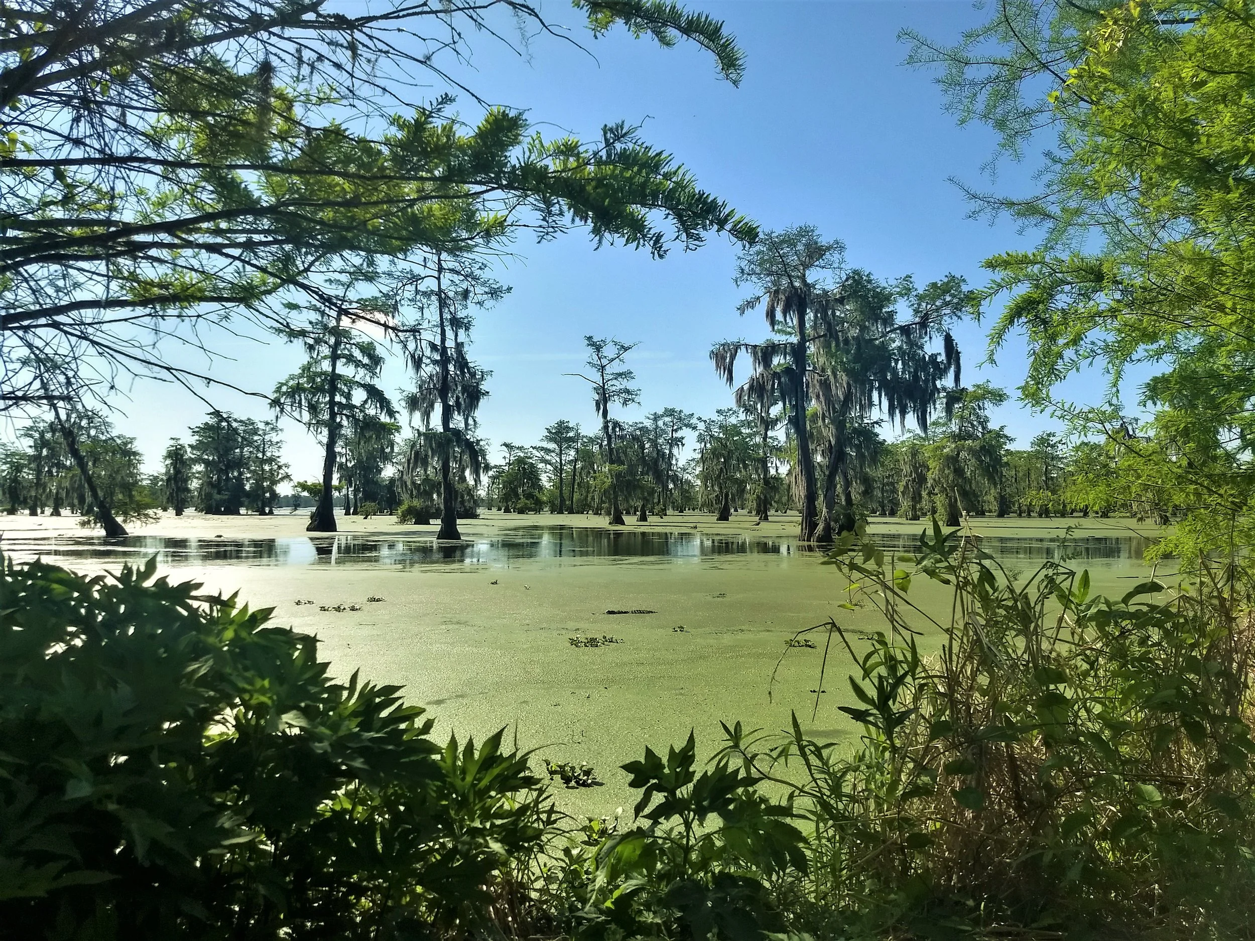 The "log" in the middle of the lake stares at us with reptilian indifference. Spanish Moss hangs from the trees all over the swamp.