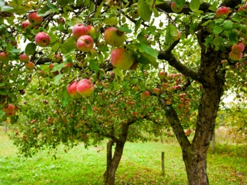Appelboomgaard-shutter-630.jpg