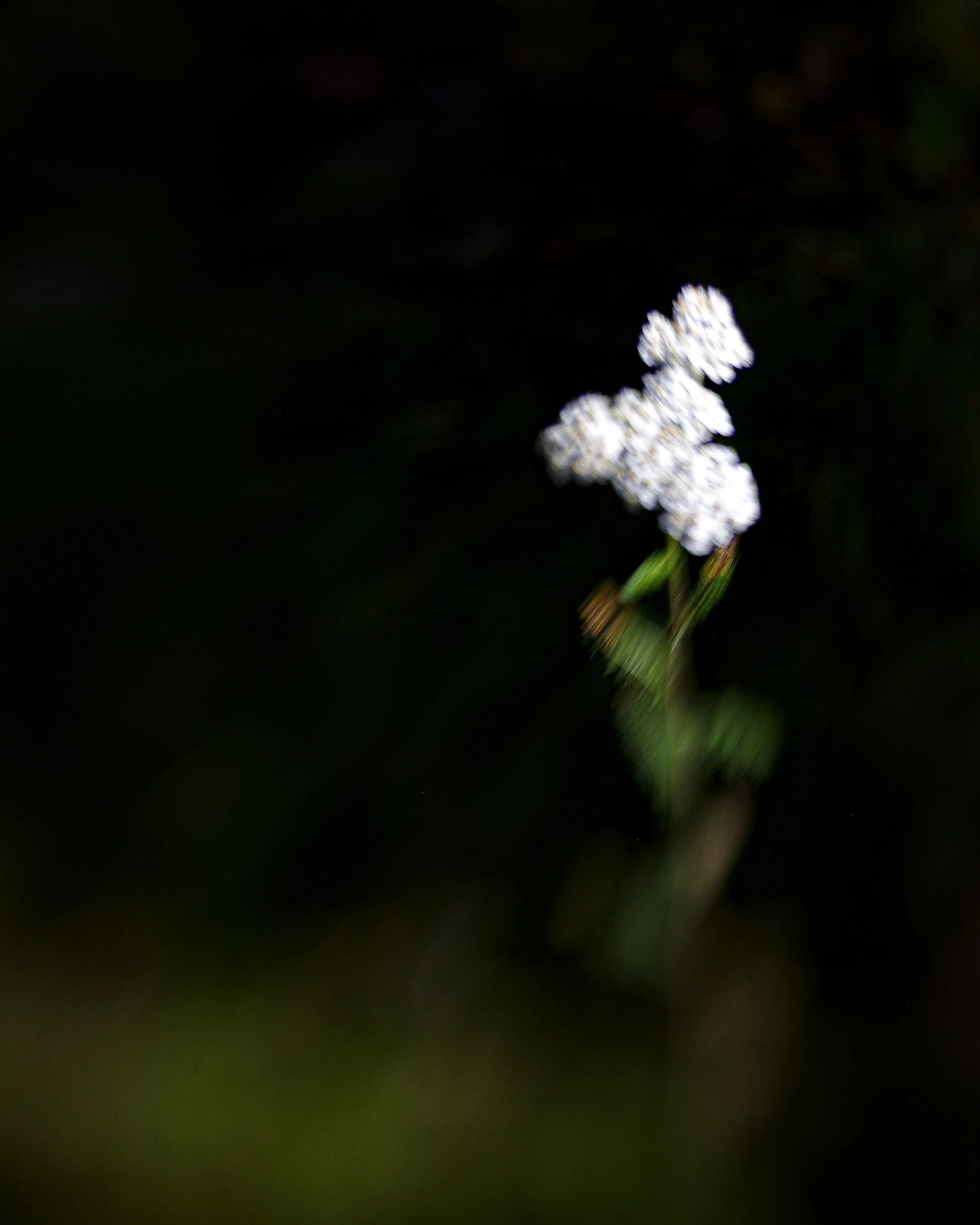 flower for badge with edit.jpg