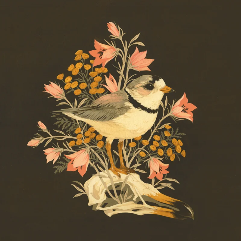 Plover1.jpg