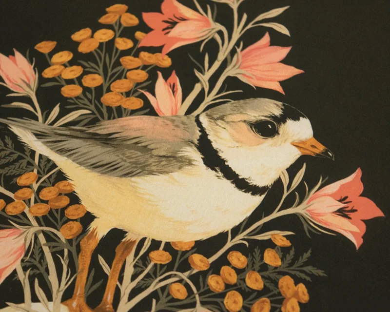 Plover2.jpg