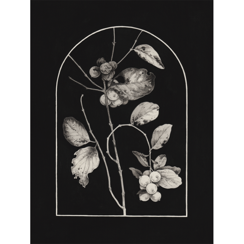 Snowberry giclée print