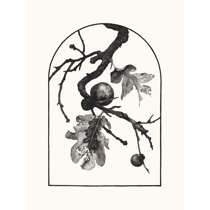 White Oak giclée print