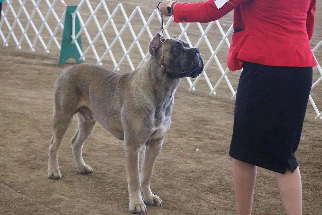 ROCKY, HIGH POWER KENNELS DOGS