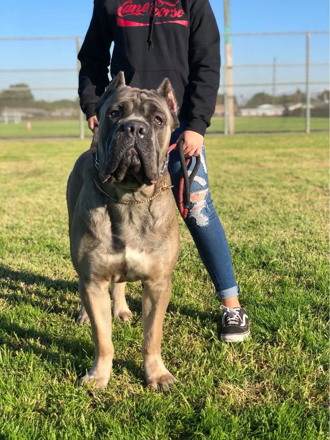 ROCKY, HIGH POWER KENNELS DOGS