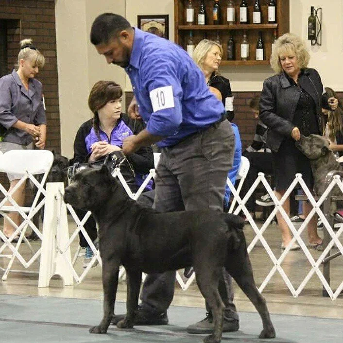 Maximos Giovanna, HIGH POWER KENNELS DOGS