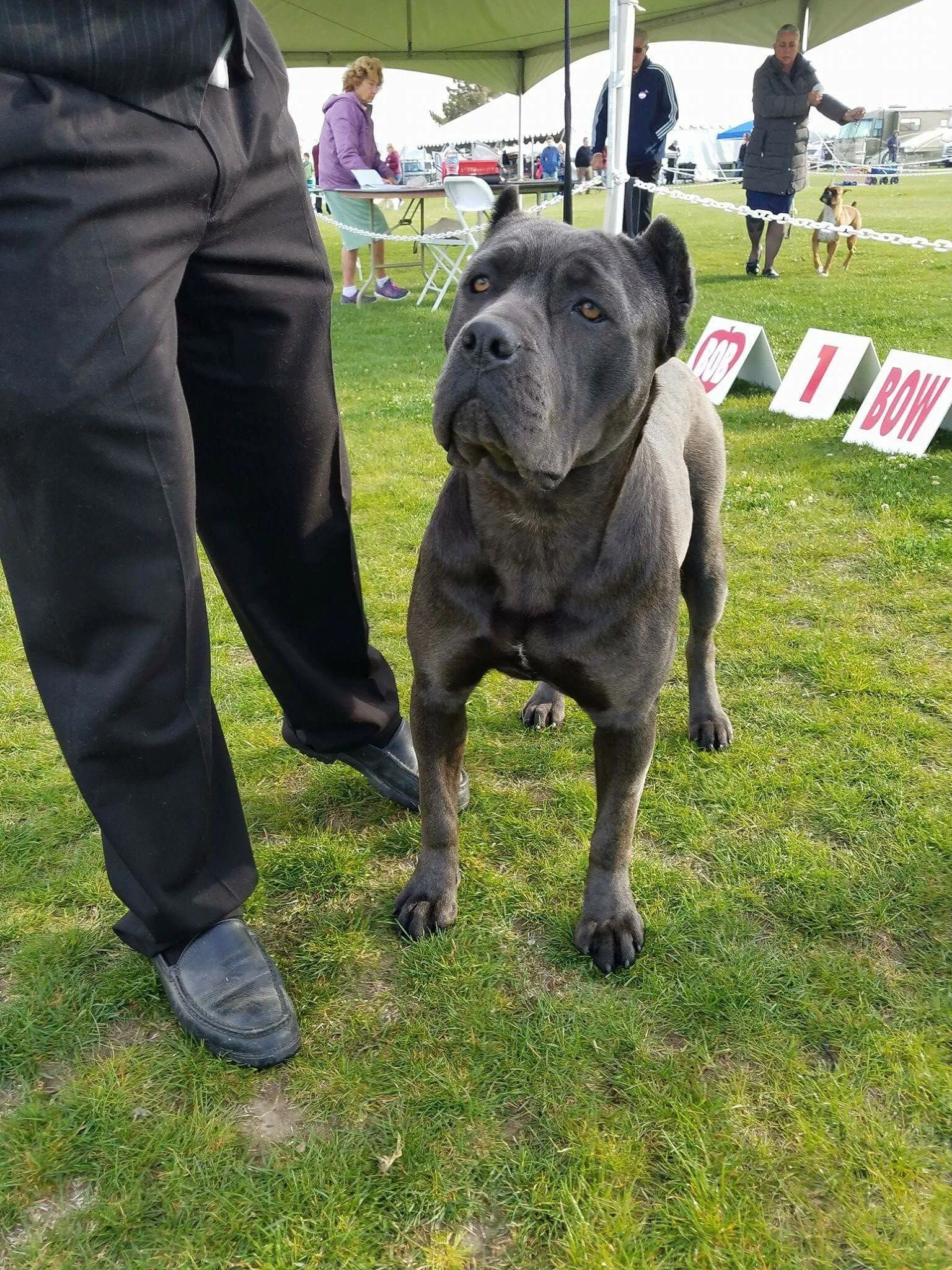 Maximos Giovanna, HIGH POWER KENNELS DOGS
