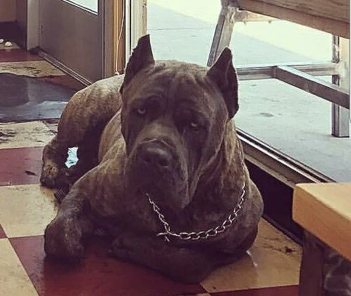 Stryker, HIGH POWER KENNELS DOGS