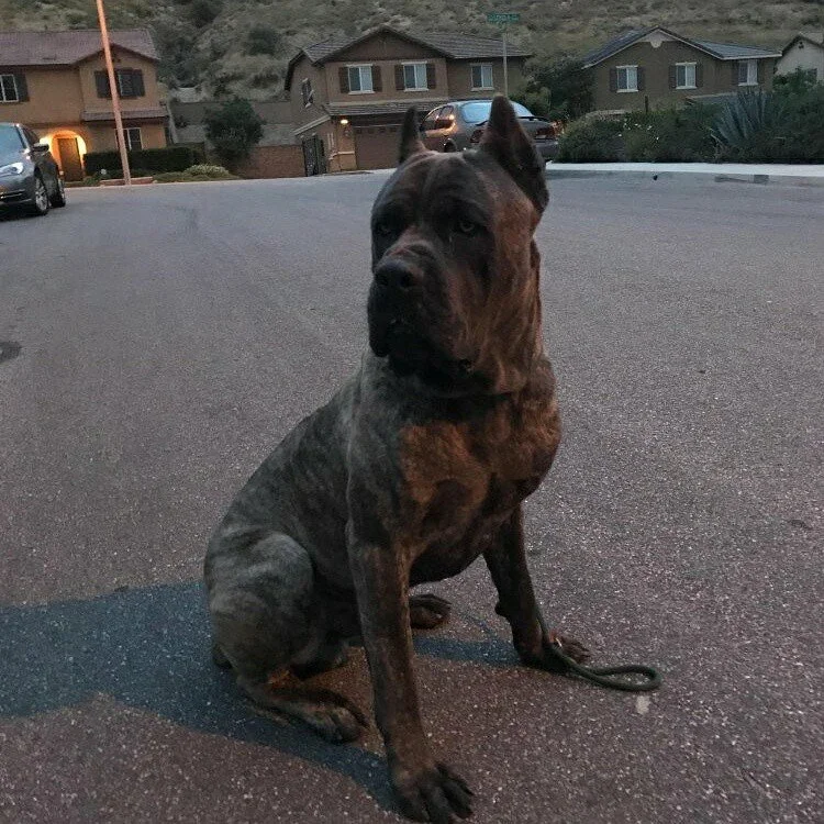 Stryker, HIGH POWER KENNELS DOGS