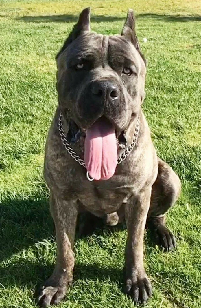 Stryker, HIGH POWER KENNELS DOGS