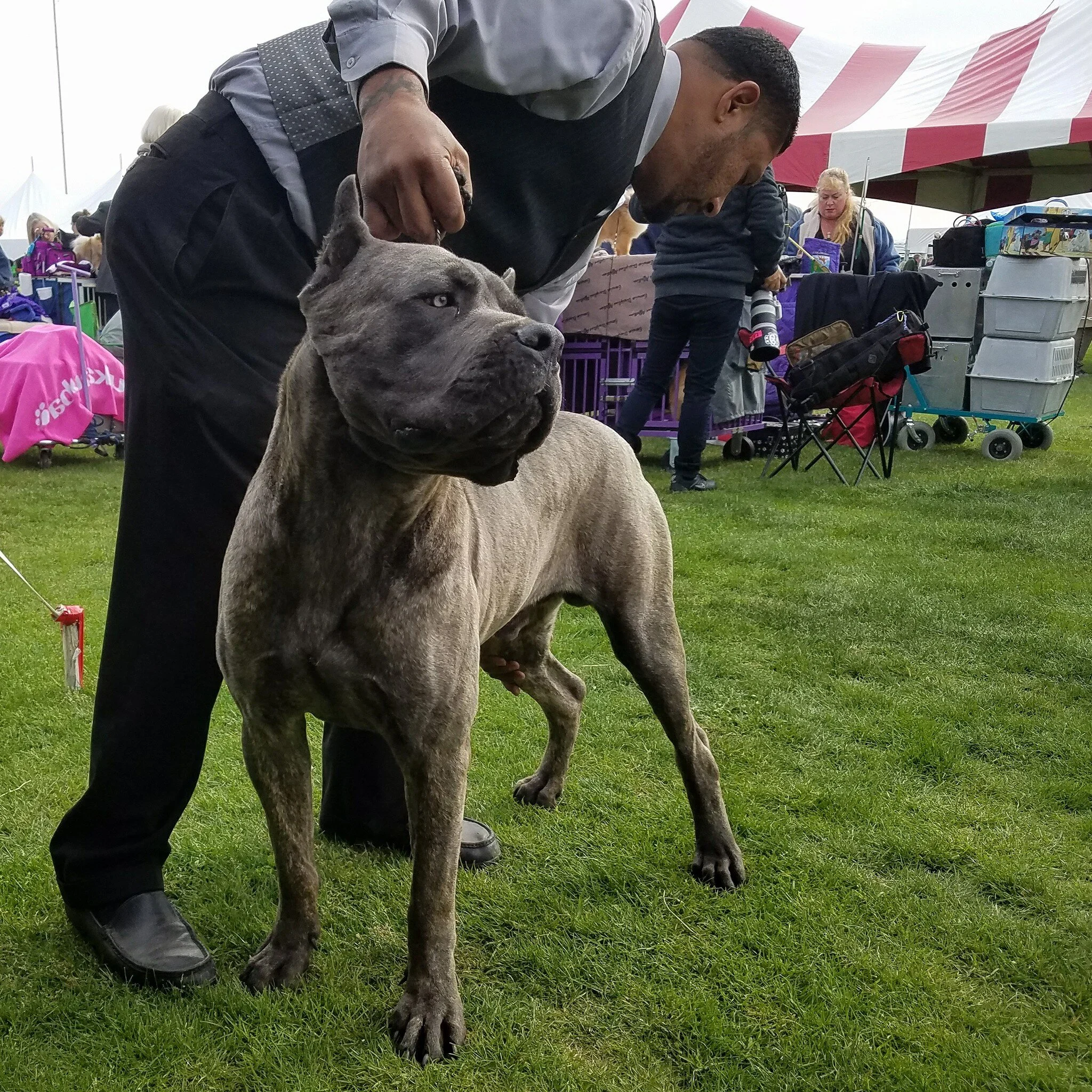 Stryker, HIGH POWER KENNELS DOGS