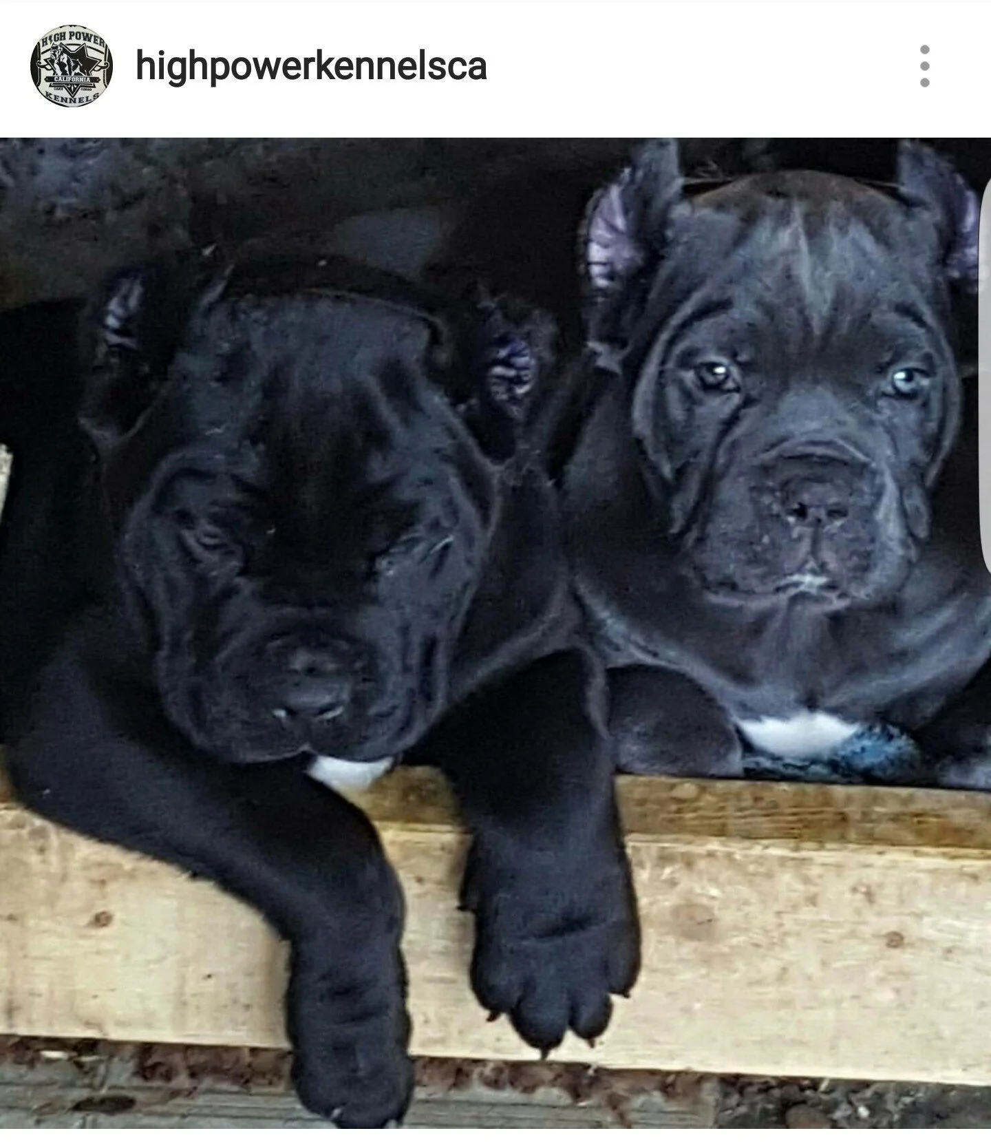 Stryker, HIGH POWER KENNELS DOGS