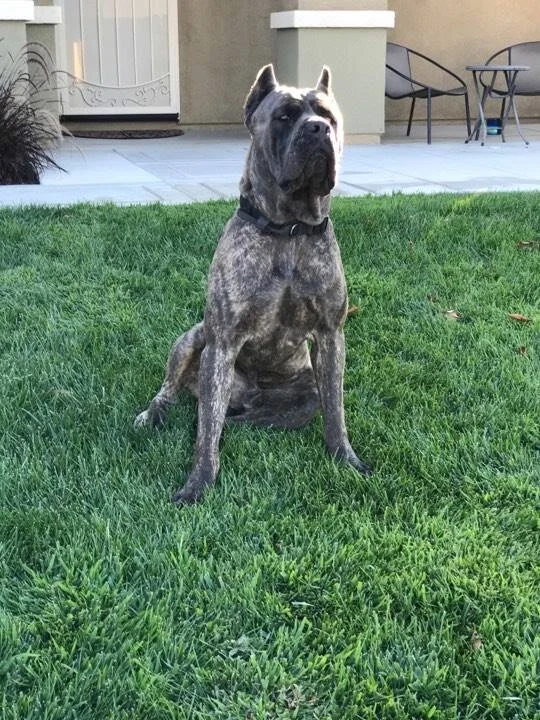 Stryker, HIGH POWER KENNELS DOGS