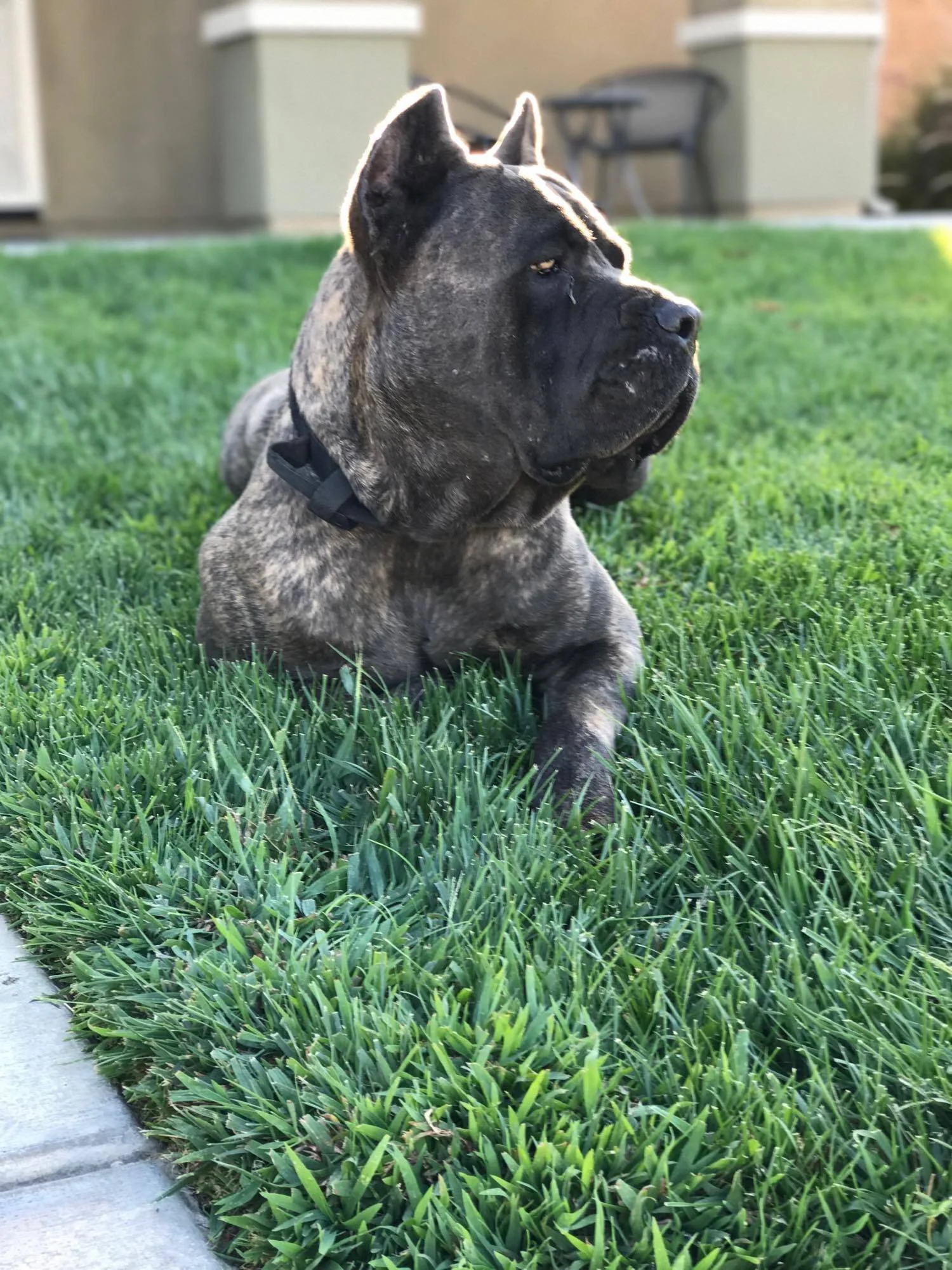 Stryker, HIGH POWER KENNELS DOGS