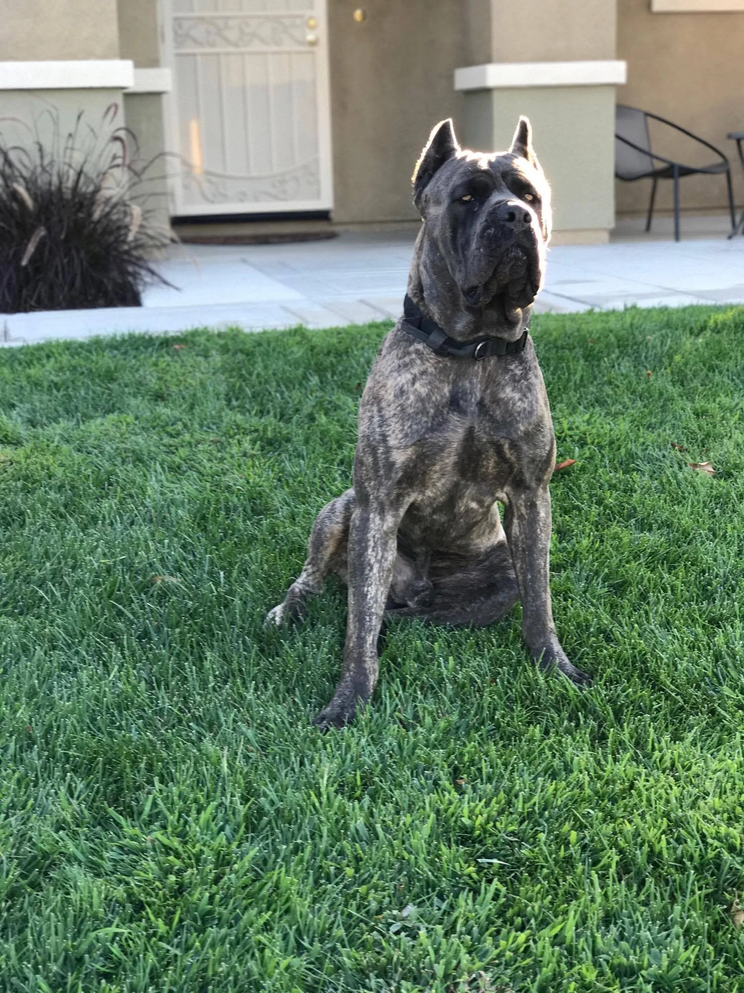 Stryker, HIGH POWER KENNELS DOGS