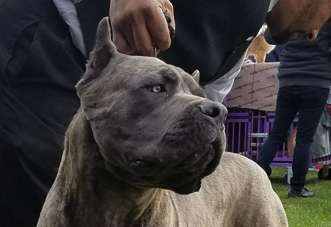 Stryker, HIGH POWER KENNELS DOGS
