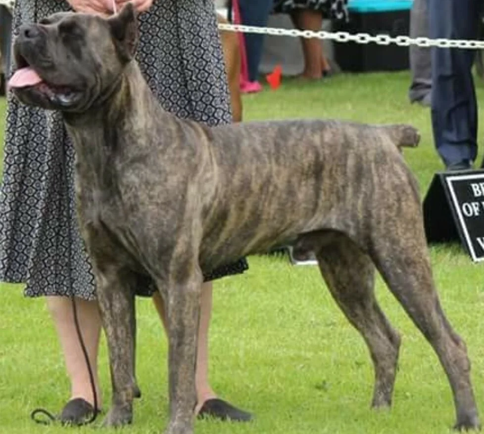 Stryker, HIGH POWER KENNELS DOGS