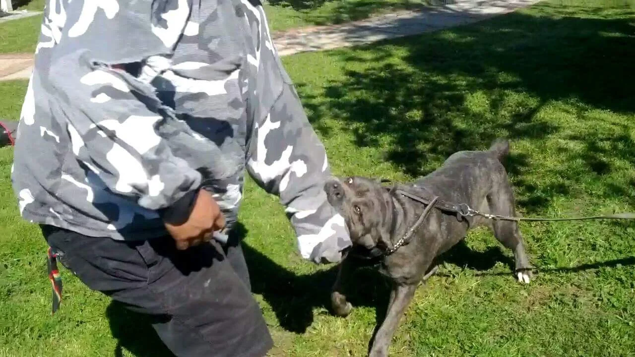KEVLAR, HIGH POWER KENNELS DOGS