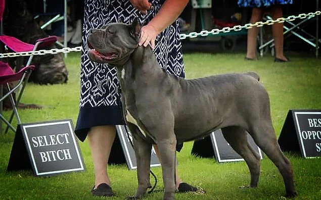 QUEEN ELSA, HIGH POWER KENNELS DOGS