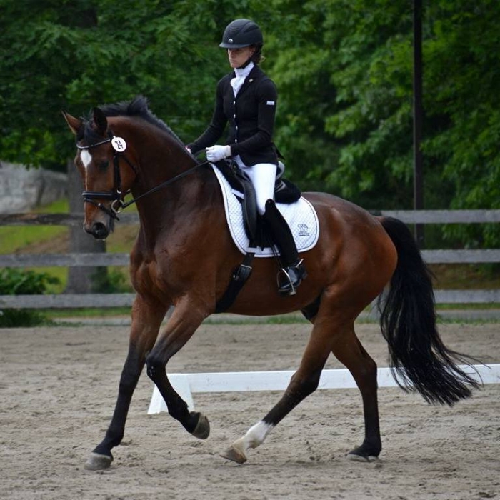 Fenway canter.jpg