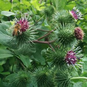 v-burdock-watanbe-early_6b378bbe-6d6f-4079-bee1-f017dadbb2a1_300x300.jpg