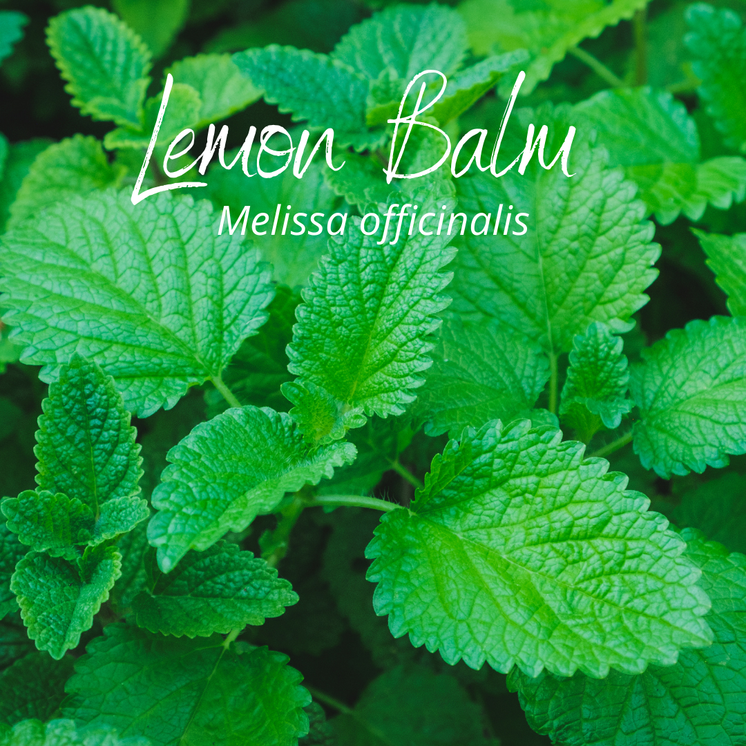 Lemon Balm.png