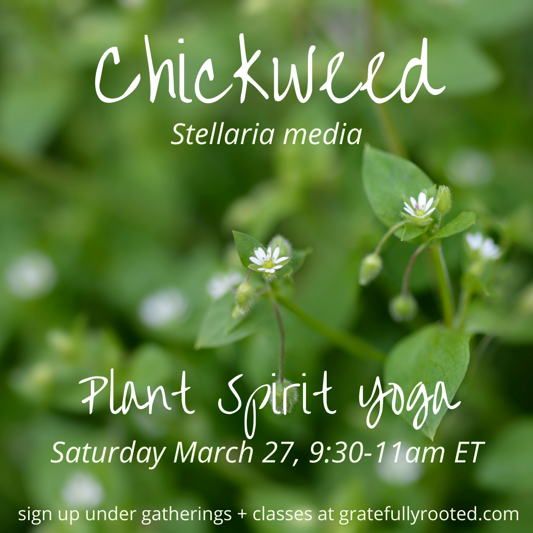 Plant Spirit Yoga - Chickweed