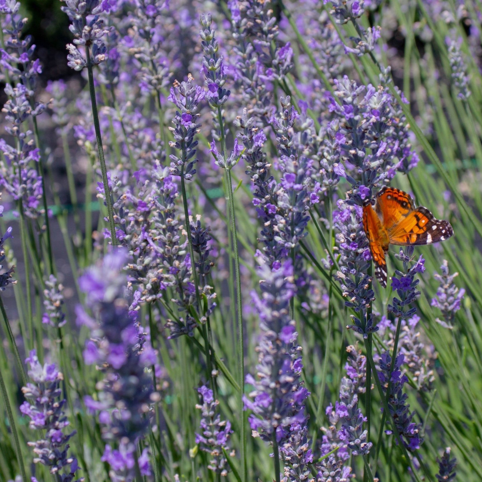 Garden Party June