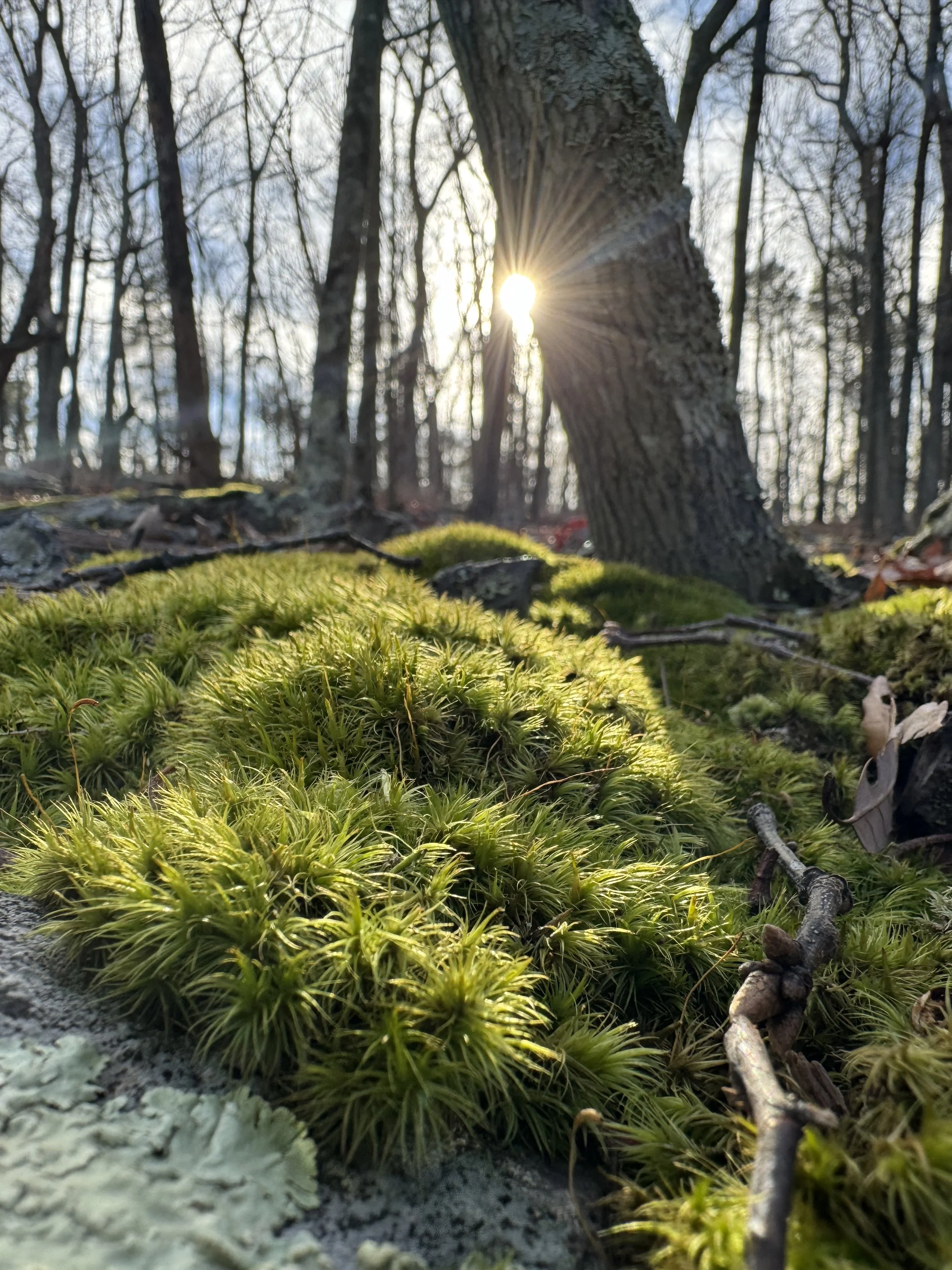 Living Rhythm Intro Package