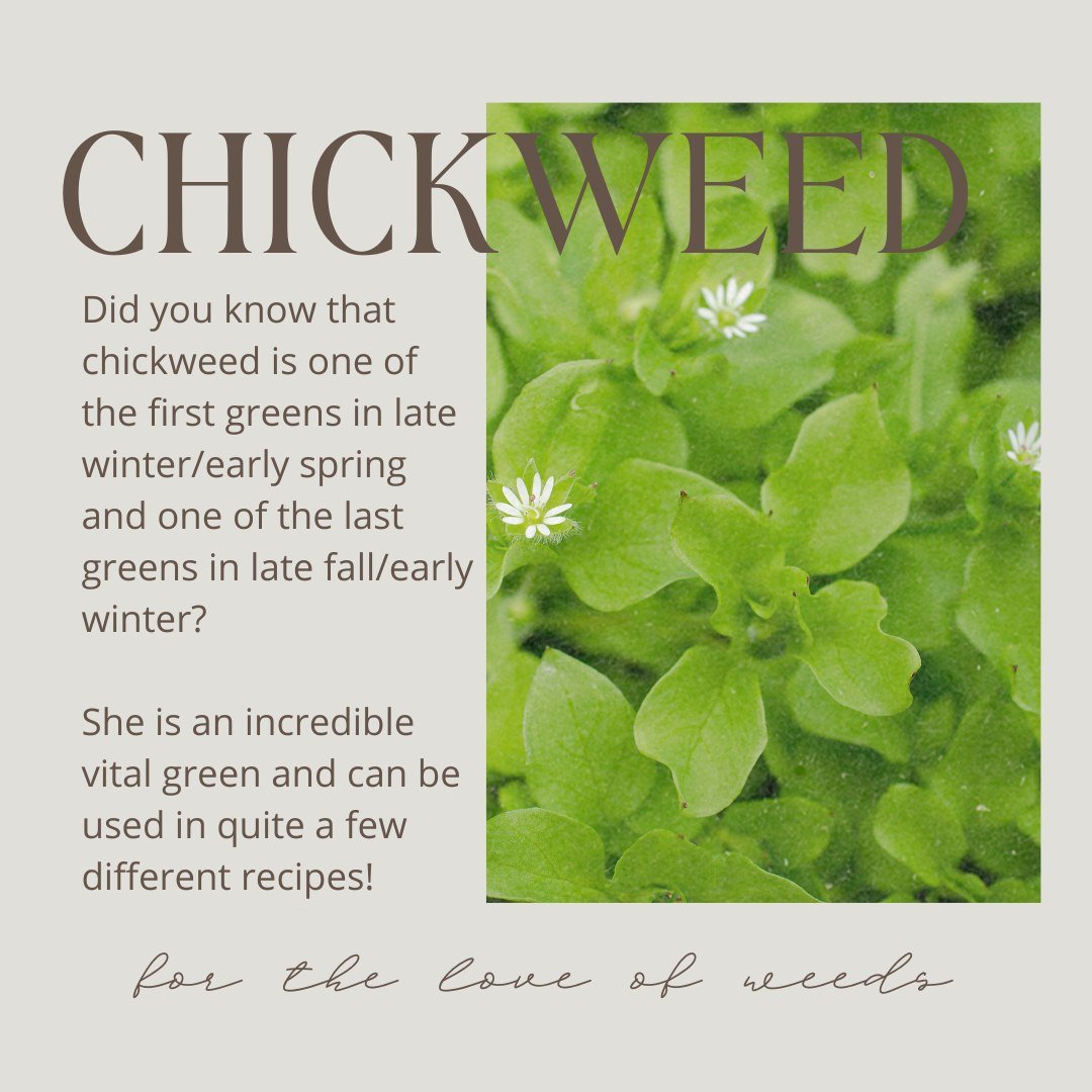 🌱Chickweed🌱

Chickweed is an incredible little powerhouse plant that is one of the first greens in late winter/early spring and one of the last greens in late fall/early winter. 

She supports the movement and elimination of toxins and other substa